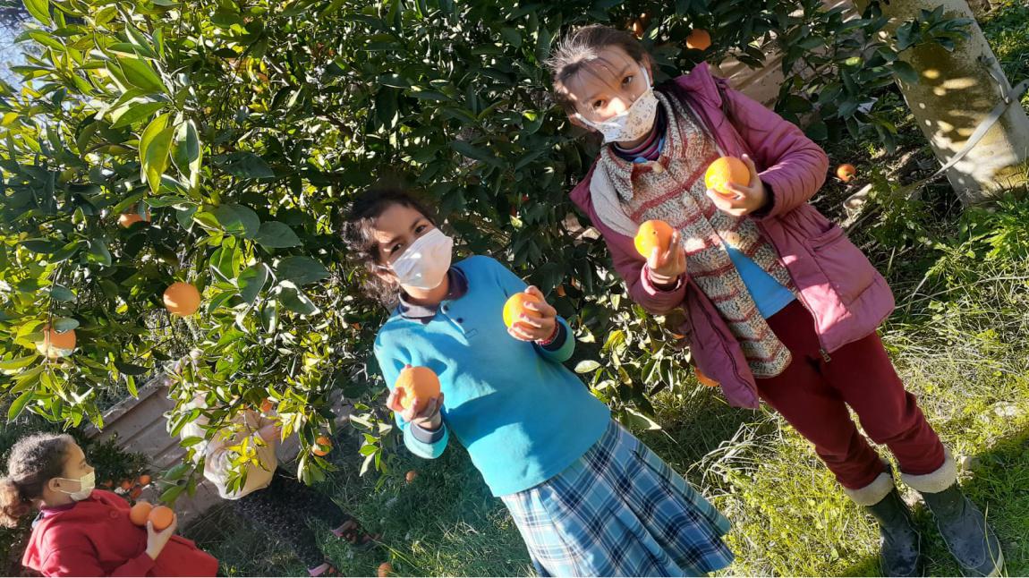 C Vitamini Etkinliği İsimli Sosyal Etkinlik projesi kapsamında öğrencilerimize okul bahçemizdeki portakallar ikram edildi.
